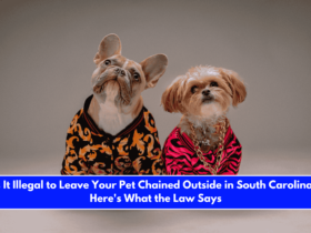 Is It Illegal to Leave Your Pet Chained Outside in South Carolina Here's What the Law Says