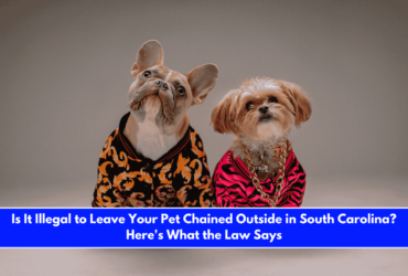 Is It Illegal to Leave Your Pet Chained Outside in South Carolina Here's What the Law Says