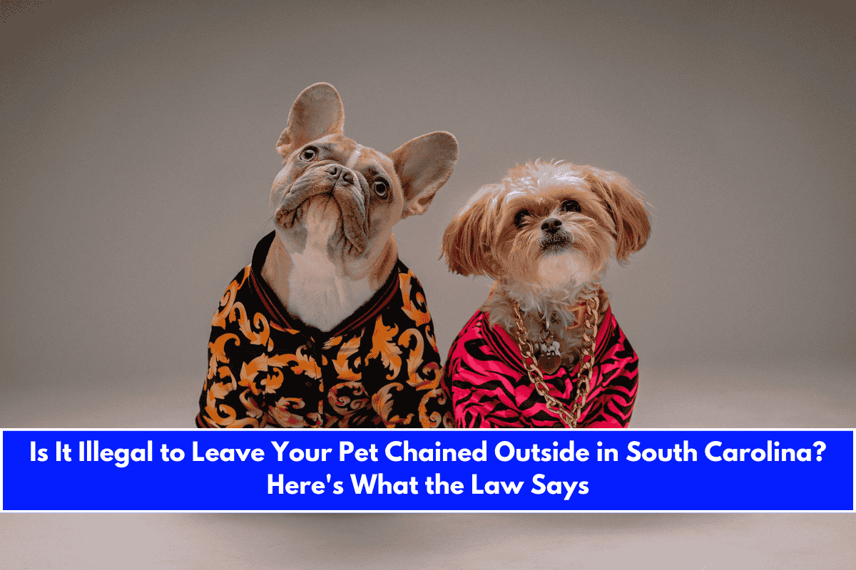 Is It Illegal to Leave Your Pet Chained Outside in South Carolina Here's What the Law Says