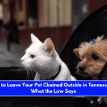 Is It Illegal to Leave Your Pet Chained Outside in Tennessee Here's What the Law Says
