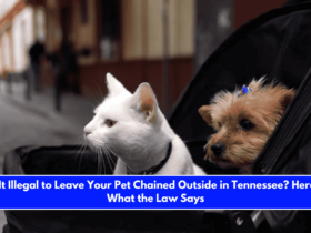 Is It Illegal to Leave Your Pet Chained Outside in Tennessee Here's What the Law Says