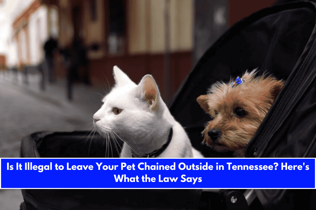 Is It Illegal to Leave Your Pet Chained Outside in Tennessee Here's What the Law Says