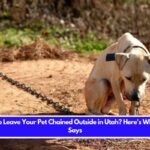 Is It Illegal to Leave Your Pet Chained Outside in Utah Here's What the Law Says
