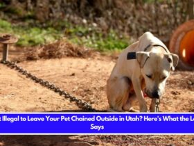 Is It Illegal to Leave Your Pet Chained Outside in Utah Here's What the Law Says