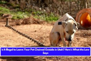 Is It Illegal to Leave Your Pet Chained Outside in Utah Here's What the Law Says