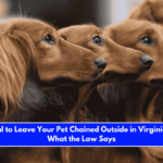 Is It Illegal to Leave Your Pet Chained Outside in Virginia Here's What the Law Says