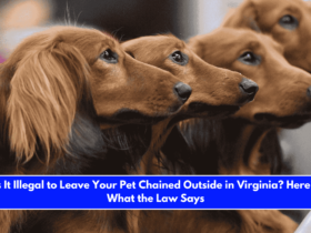 Is It Illegal to Leave Your Pet Chained Outside in Virginia Here's What the Law Says