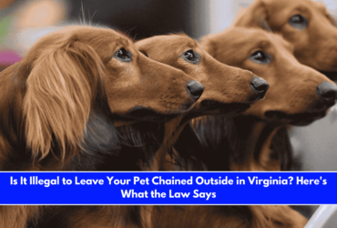 Is It Illegal to Leave Your Pet Chained Outside in Virginia Here's What the Law Says