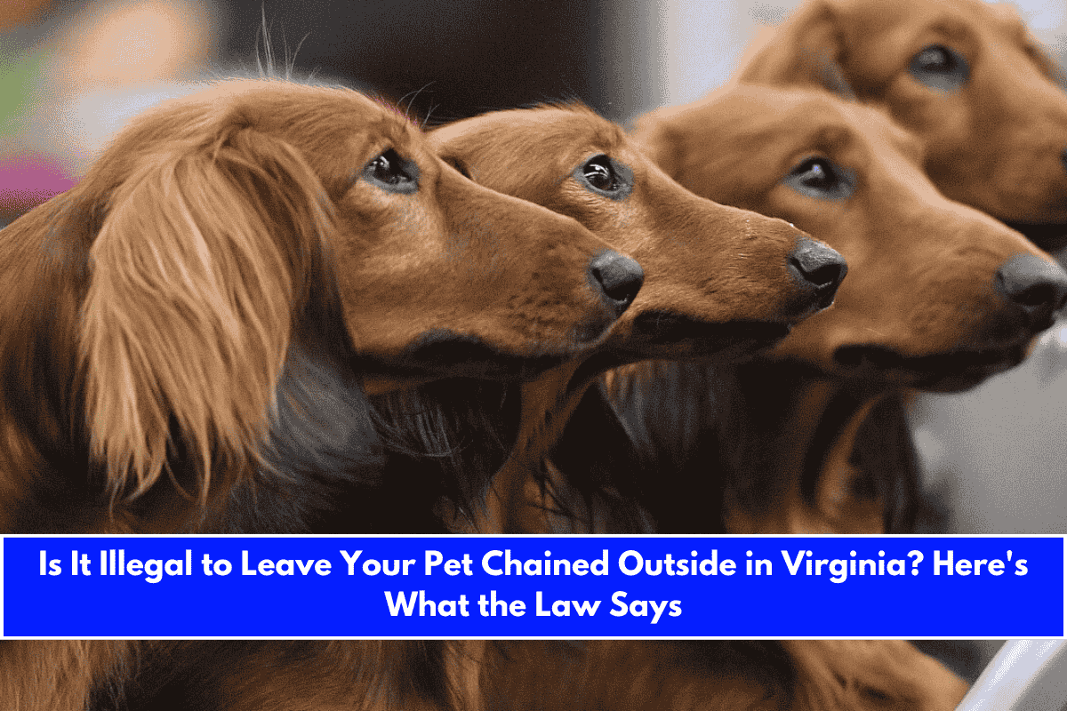 Is It Illegal to Leave Your Pet Chained Outside in Virginia Here's What the Law Says