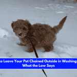 Is It Illegal to Leave Your Pet Chained Outside in Washington Here's What the Law Says
