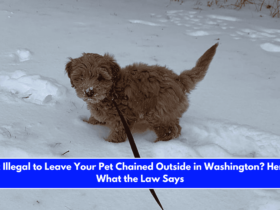 Is It Illegal to Leave Your Pet Chained Outside in Washington Here's What the Law Says