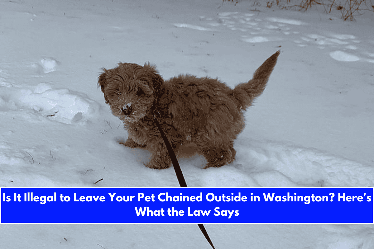 Is It Illegal to Leave Your Pet Chained Outside in Washington Here's What the Law Says