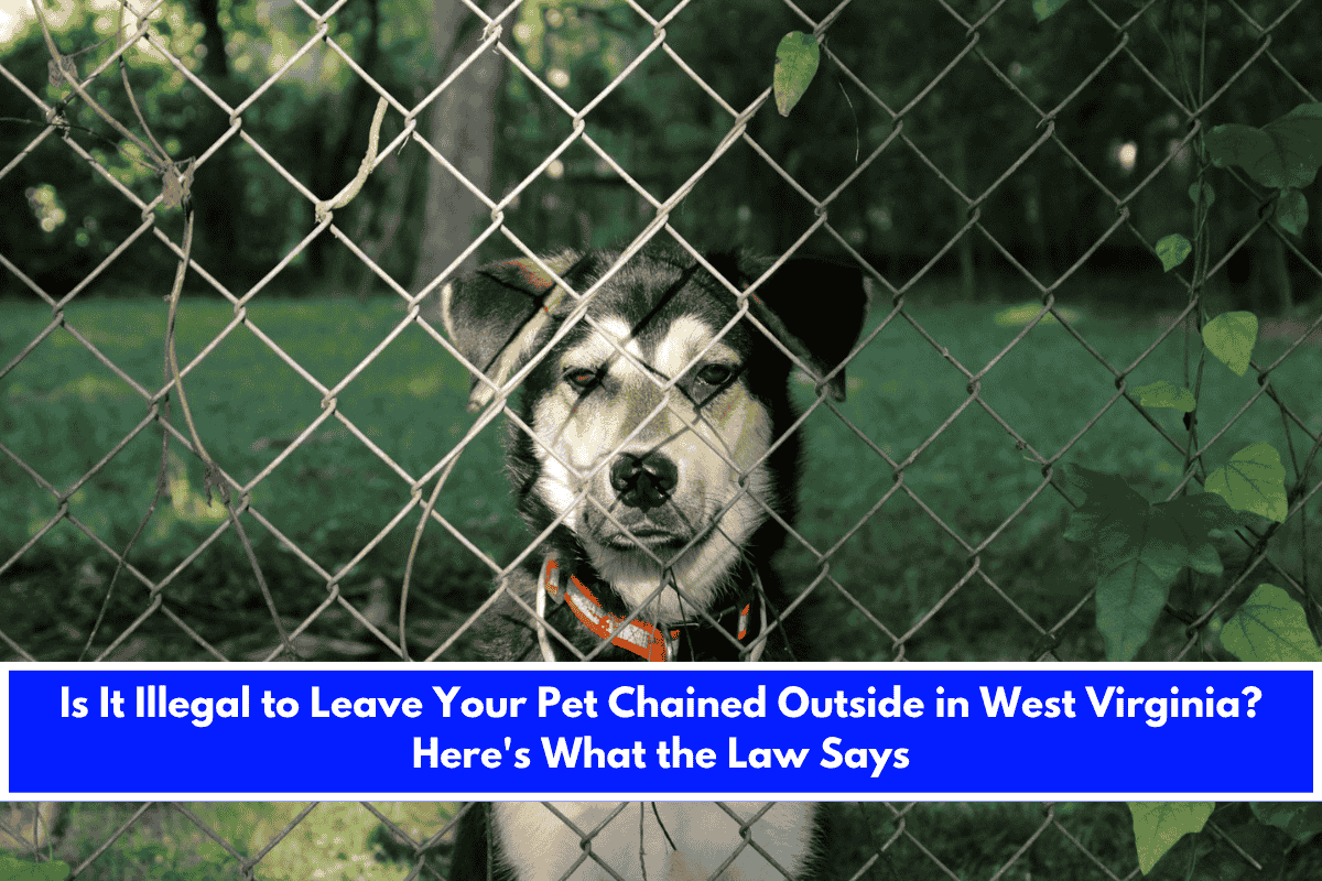 Is It Illegal to Leave Your Pet Chained Outside in West Virginia Here's What the Law Says
