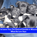 Is It Illegal to Leave Your Pet Chained Outside in Wisconsin Here's What the Law Says