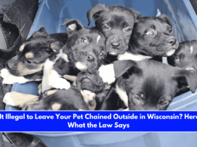 Is It Illegal to Leave Your Pet Chained Outside in Wisconsin Here's What the Law Says