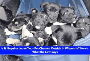 Is It Illegal to Leave Your Pet Chained Outside in Wisconsin Here's What the Law Says