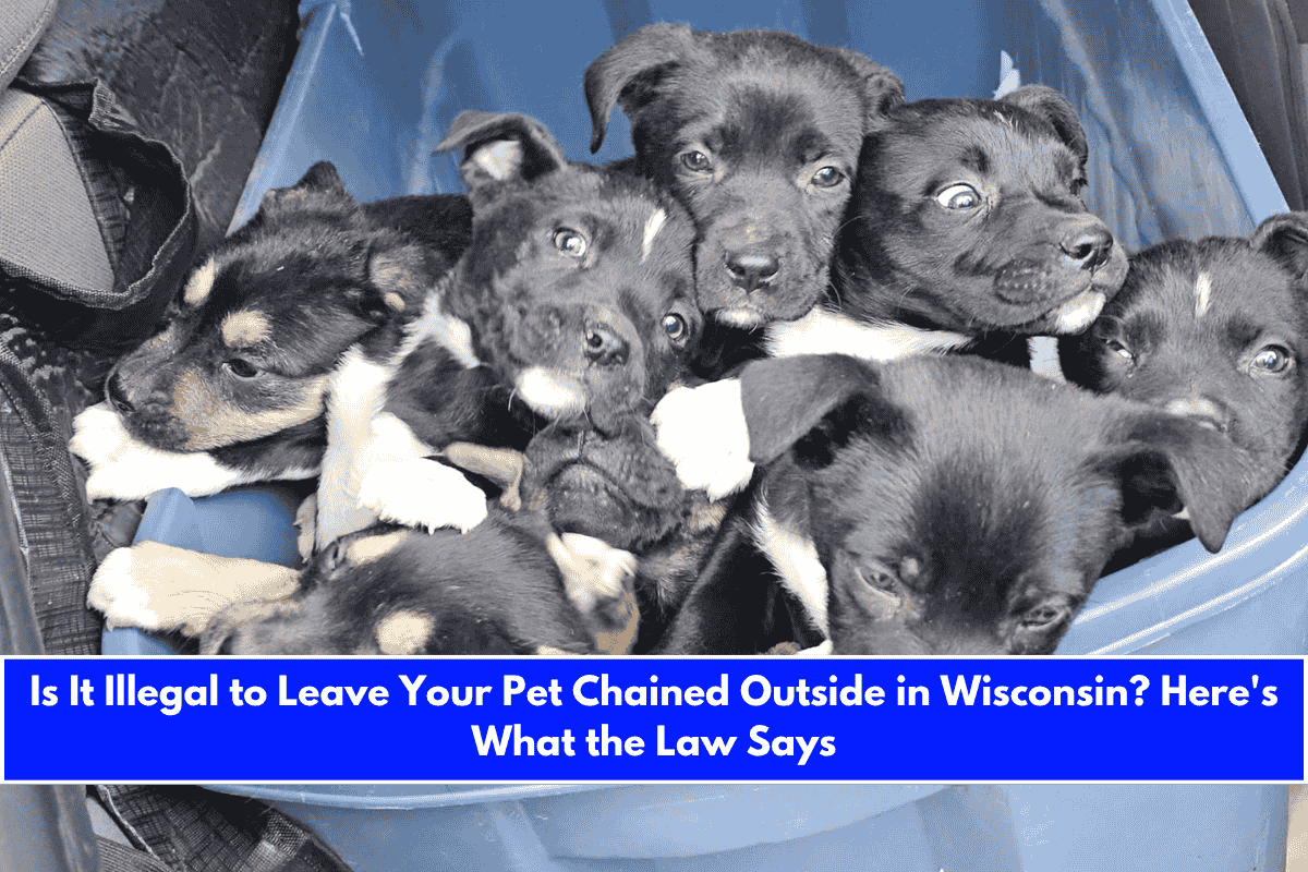 Is It Illegal to Leave Your Pet Chained Outside in Wisconsin Here's What the Law Says