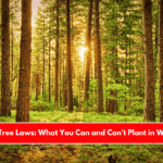Lubbock Tree Laws What You Can and Can’t Plant in West Texas