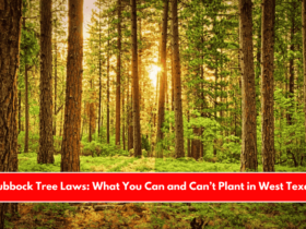 Lubbock Tree Laws What You Can and Can’t Plant in West Texas
