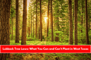 Lubbock Tree Laws What You Can and Can’t Plant in West Texas