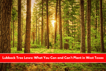 Lubbock Tree Laws What You Can and Can’t Plant in West Texas