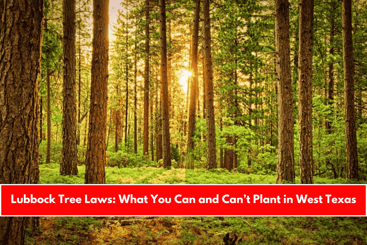 Lubbock Tree Laws What You Can and Can’t Plant in West Texas