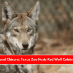 Meet Ace and Chicora Texas Zoo Hosts Red Wolf Celebration Day