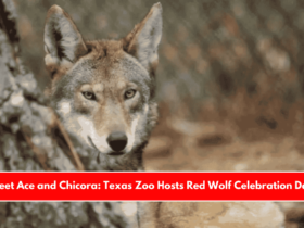 Meet Ace and Chicora Texas Zoo Hosts Red Wolf Celebration Day