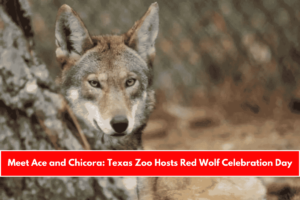 Meet Ace and Chicora Texas Zoo Hosts Red Wolf Celebration Day