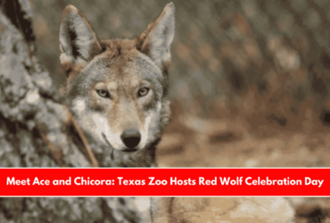 Meet Ace and Chicora Texas Zoo Hosts Red Wolf Celebration Day