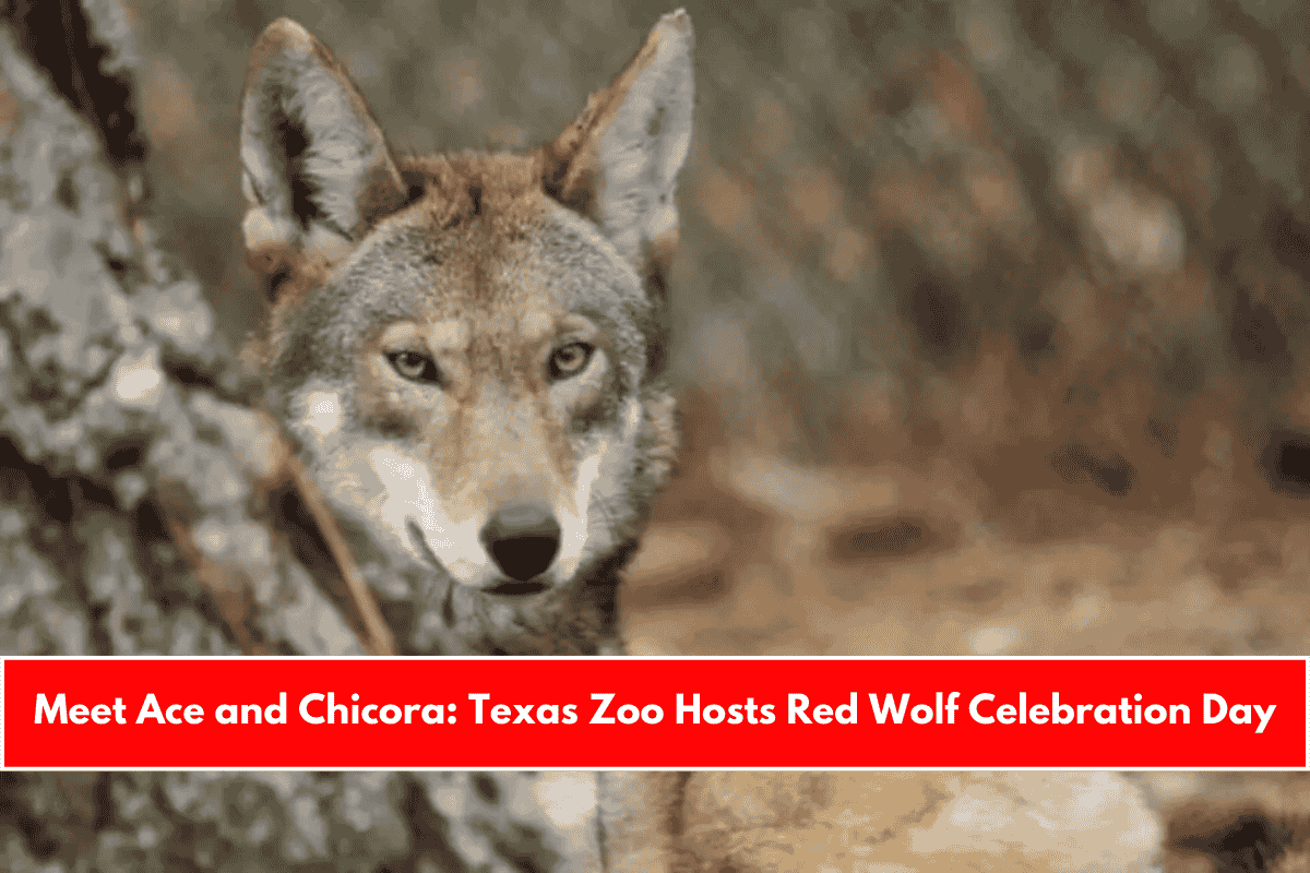 Meet Ace and Chicora Texas Zoo Hosts Red Wolf Celebration Day