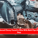 Raccoon Named Chewy Found in Ohio With Meth Pipe After Traffic Stop