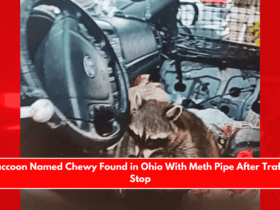 Raccoon Named Chewy Found in Ohio With Meth Pipe After Traffic Stop