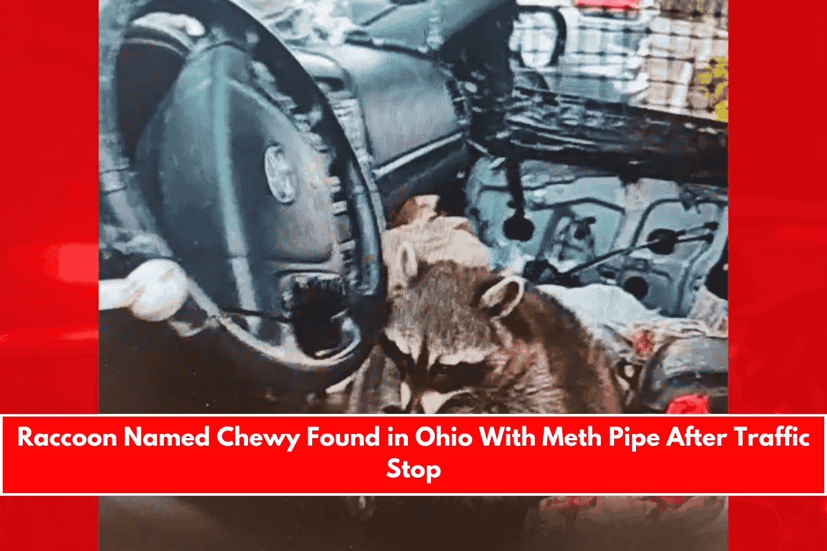 Raccoon Named Chewy Found in Ohio With Meth Pipe After Traffic Stop