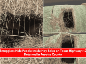 Smugglers Hide People Inside Hay Bales on Texas Highway 12 Detained in Fayette County