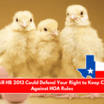 Texas Bill HB 2013 Could Defend Your Right to Keep Chickens Against HOA Rules