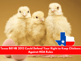 Texas Bill HB 2013 Could Defend Your Right to Keep Chickens Against HOA Rules