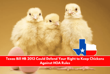 Texas Bill HB 2013 Could Defend Your Right to Keep Chickens Against HOA Rules