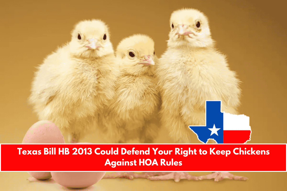 Texas Bill HB 2013 Could Defend Your Right to Keep Chickens Against HOA Rules