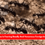 Texas Is Fearing Deadly And Venomous Foreign Insect