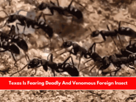 Texas Is Fearing Deadly And Venomous Foreign Insect