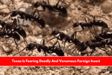 Texas Is Fearing Deadly And Venomous Foreign Insect