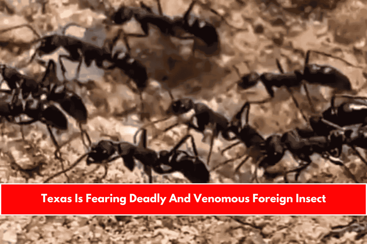 Texas Is Fearing Deadly And Venomous Foreign Insect