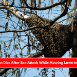 Texas Man Dies After Bee Attack While Mowing Lawn in Eastland