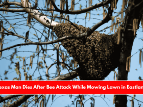 Texas Man Dies After Bee Attack While Mowing Lawn in Eastland