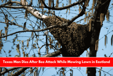 Texas Man Dies After Bee Attack While Mowing Lawn in Eastland