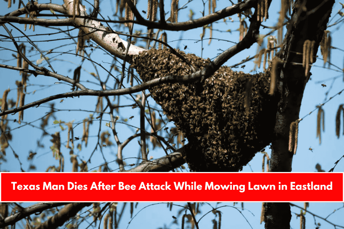 Texas Man Dies After Bee Attack While Mowing Lawn in Eastland