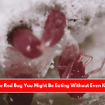 The Little Red Bug You Might Be Eating Without Even Knowing