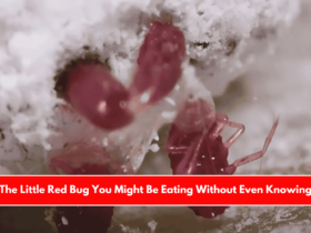The Little Red Bug You Might Be Eating Without Even Knowing