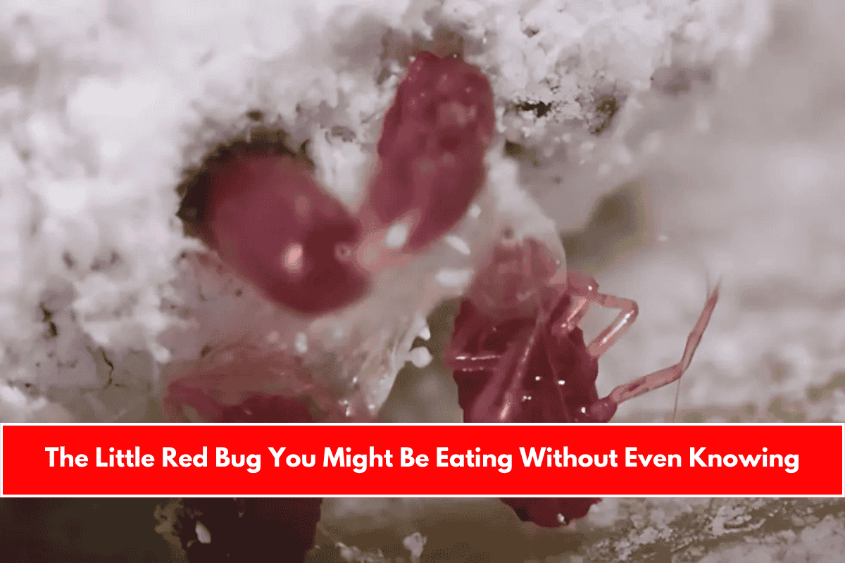 The Little Red Bug You Might Be Eating Without Even Knowing